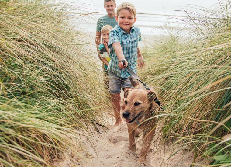 Büsum mit Hund Unterkünfte und Ausflugsziele NOVASOL.de